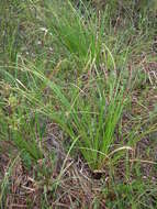 Image of Long's Bulrush