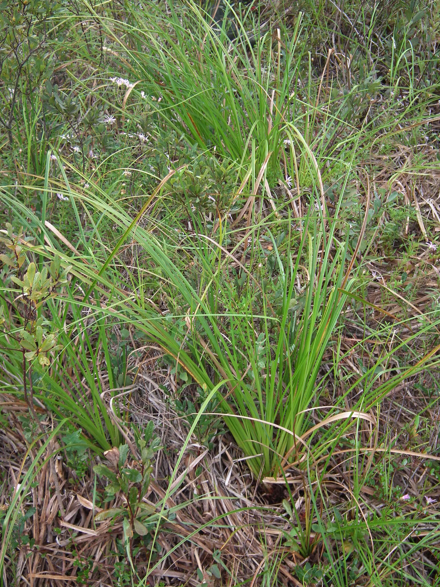 Image of Long's Bulrush