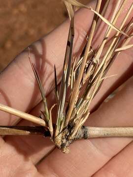 Image of Eragrostis australasica (Steud.) C. E. Hubb.