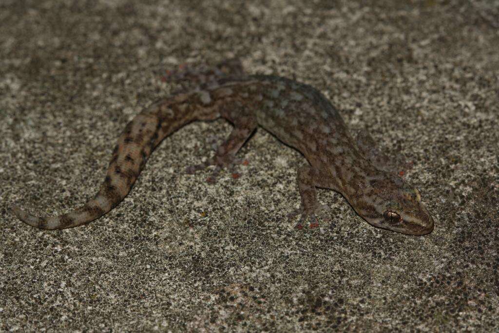 Слика од Afrogecko porphyreus (Daudin 1802)