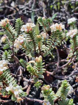 Image of Pimelea urvilleana A. Rich.