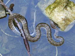 Image of Pere David's Rat Snake