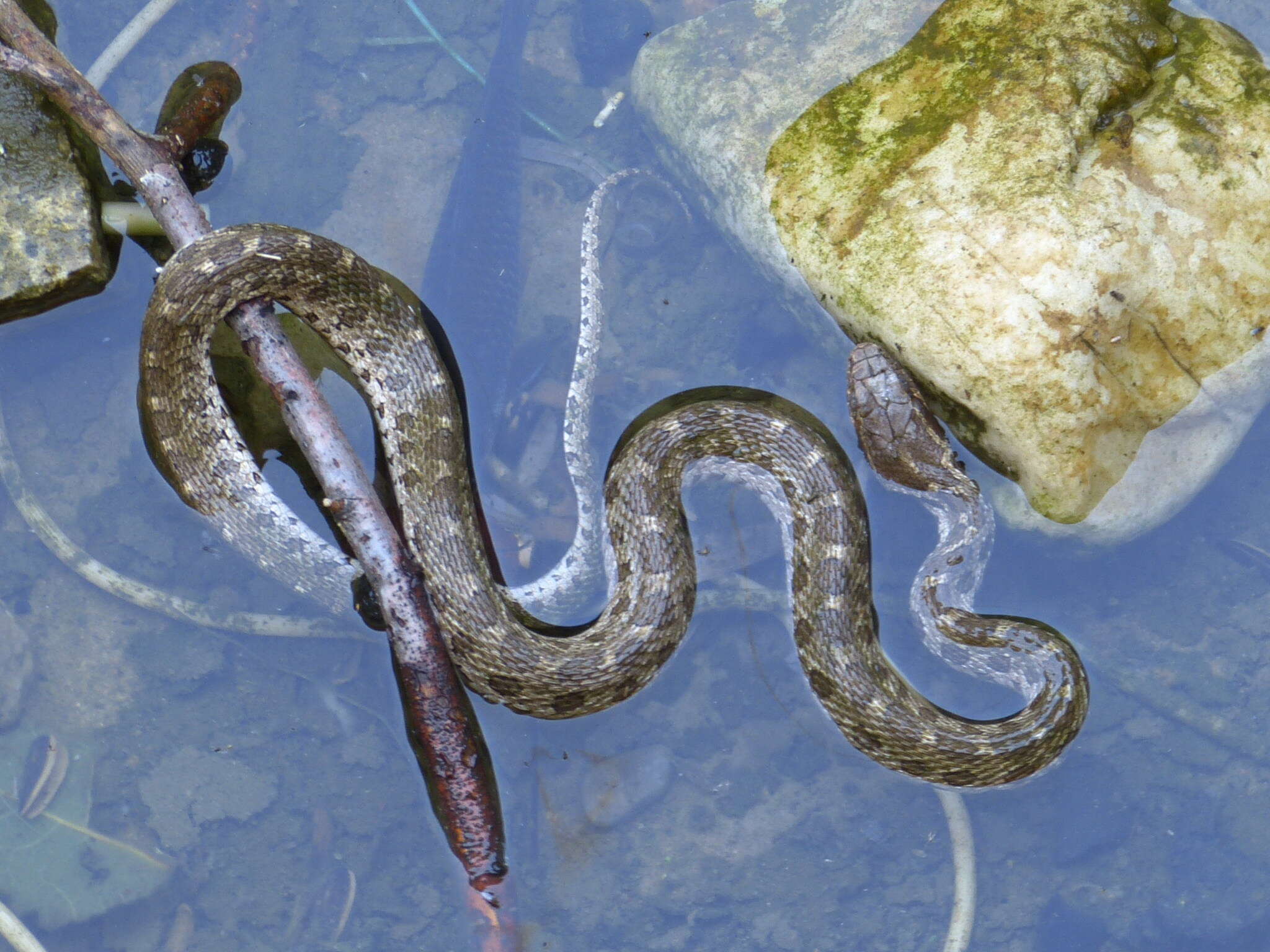 Image of Pere David's Rat Snake