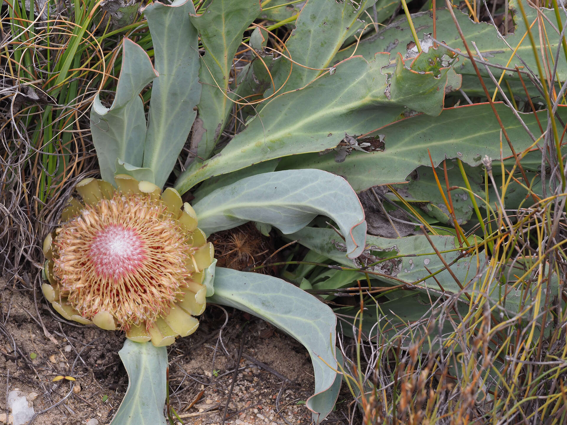 Image de Protea laevis R. Br.