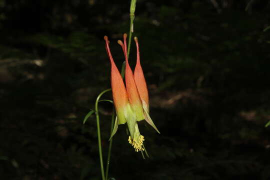 Слика од Aquilegia skinneri Hook.