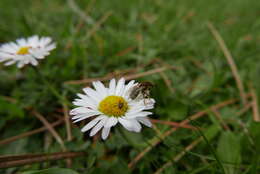 Image of Lasioglossum laevigatum (Kirby 1802)