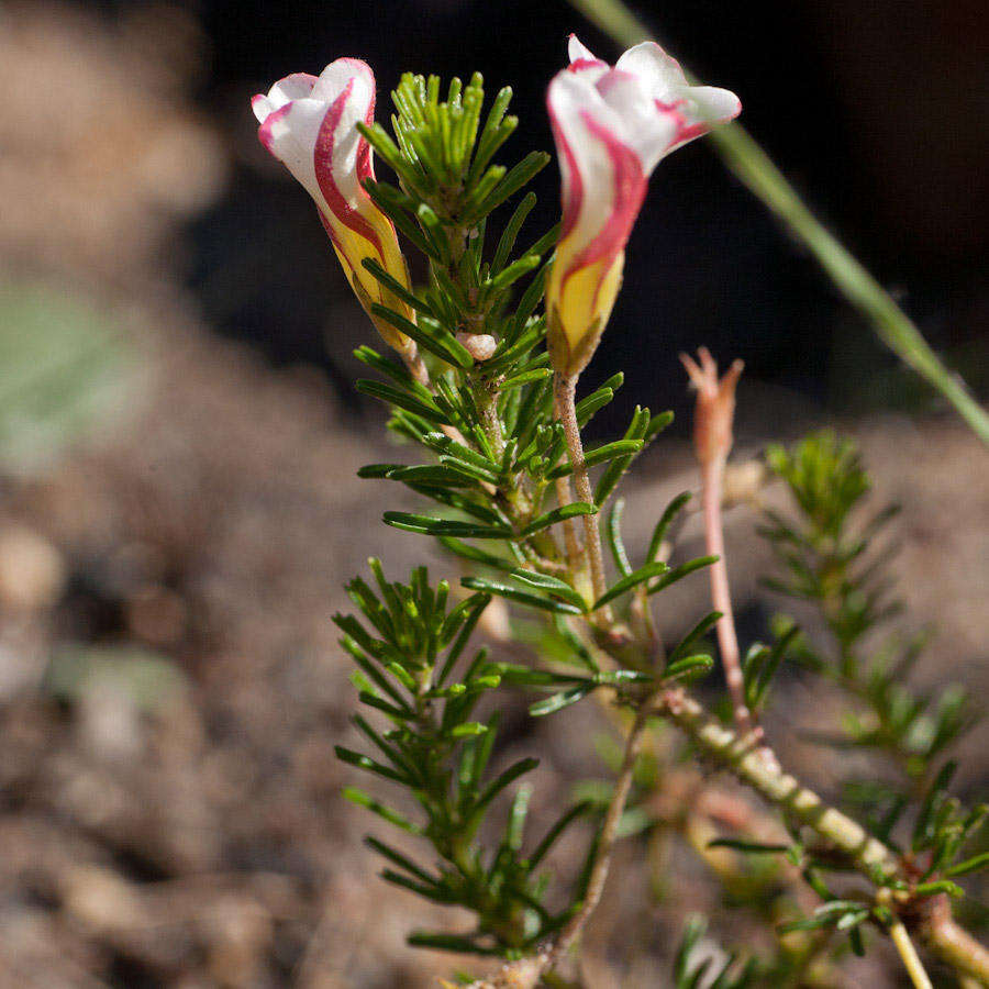 Sivun Oxalis tenuifolia Jacq. kuva