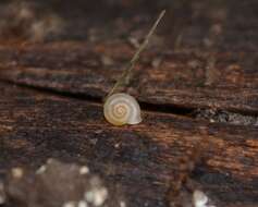 Image of smooth grass snail