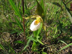 Image of Small white lady's slipper