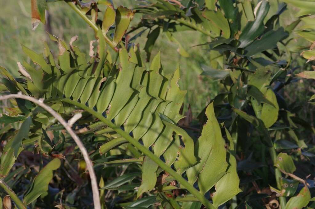 Image of Alexandria Cycad