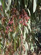 Image of Eucalyptus nicholii Maiden & Blakely