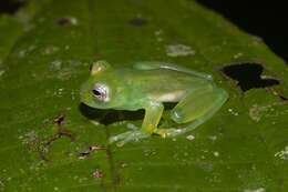 Image of Dwarf Glassfrog