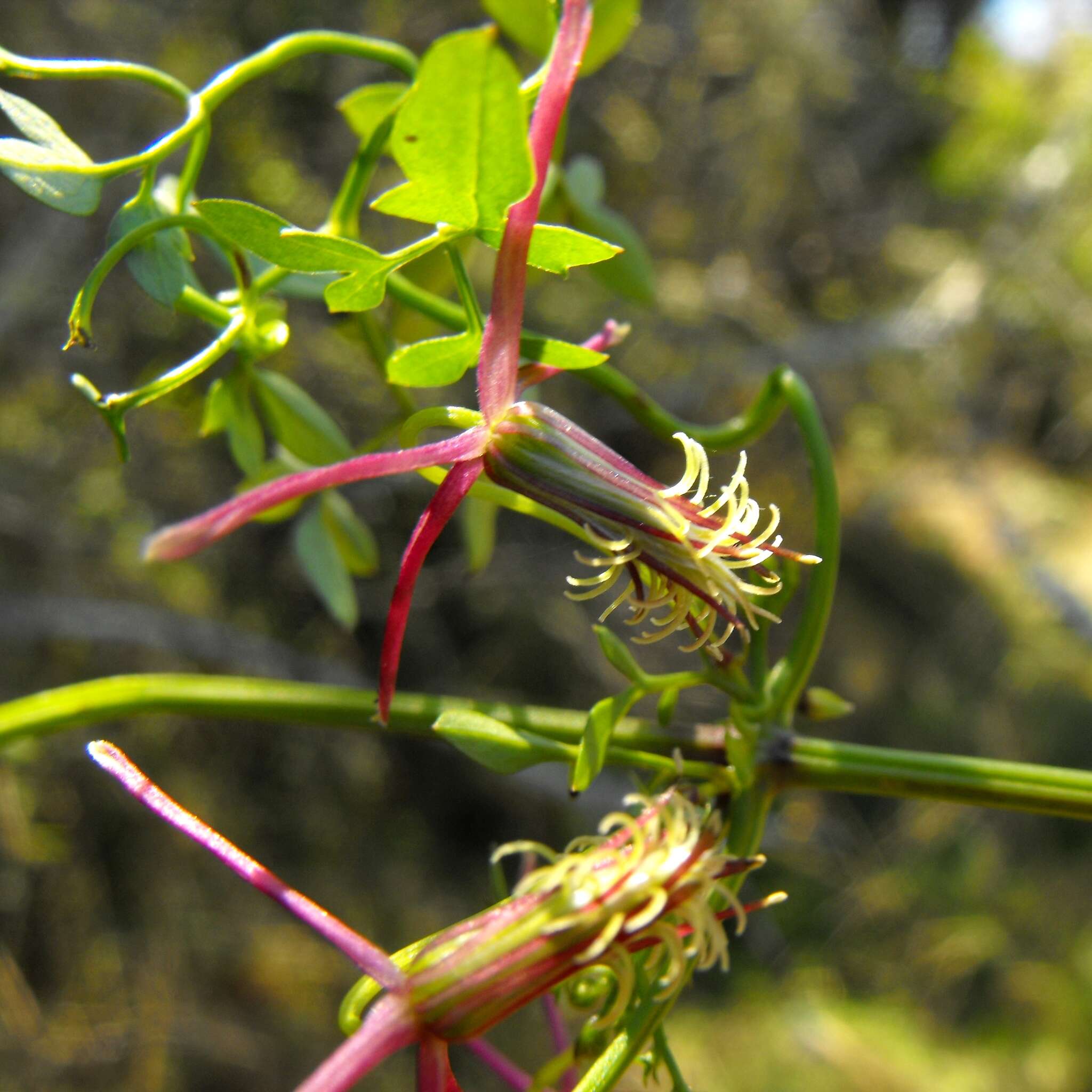 Image of Clematis fawcettii F. Müll.