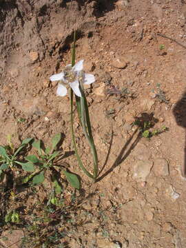 Image of Tigridia arequipensis Montesinos, A. Pauca & Revilla