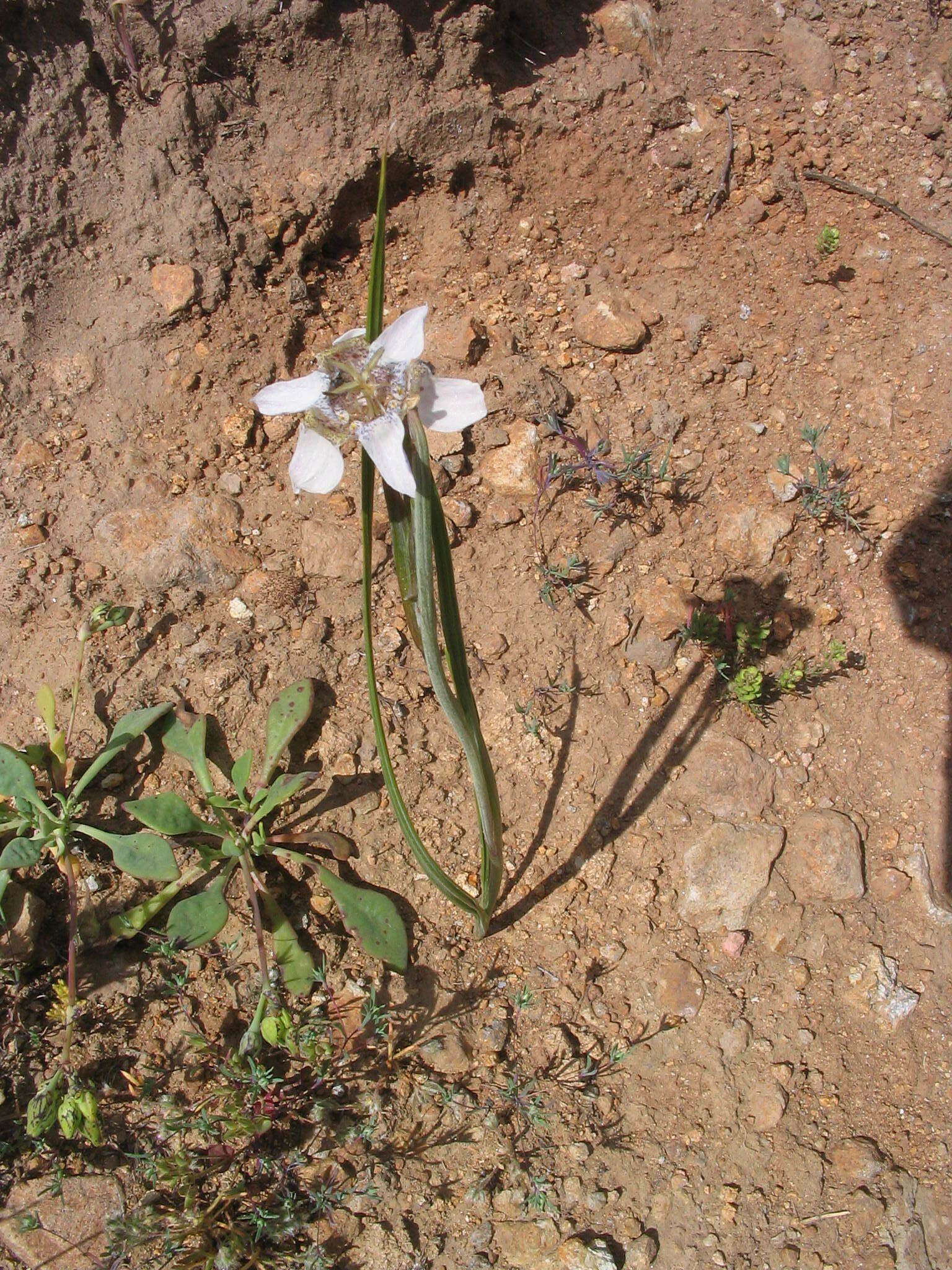 Image of Tigridia arequipensis Montesinos, A. Pauca & Revilla