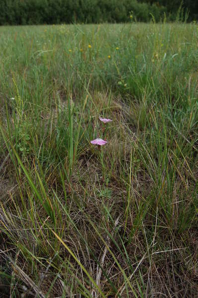 Image of China pink