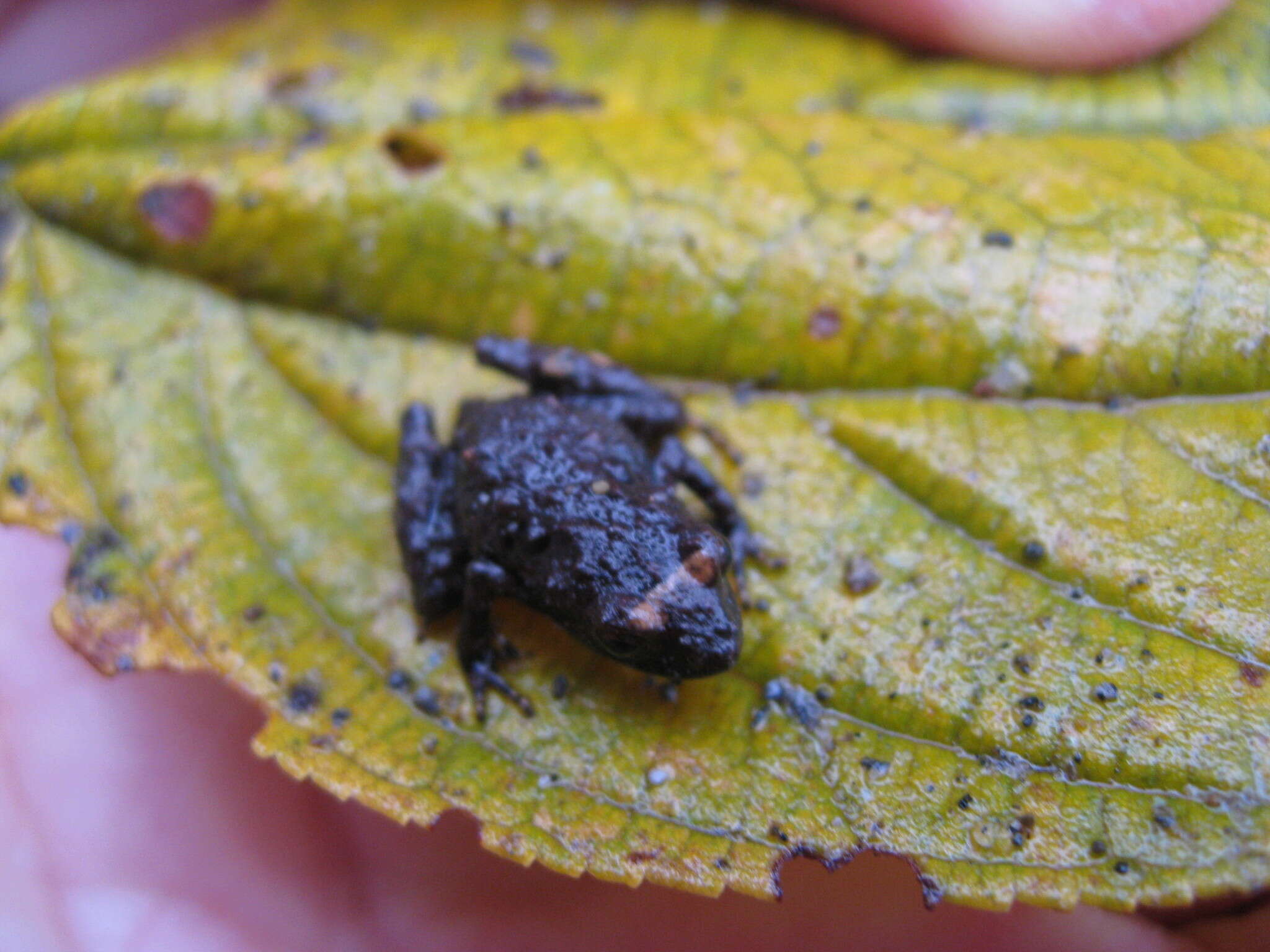 Image of Pristimantis verecundus (Lynch & Burrowes 1990)