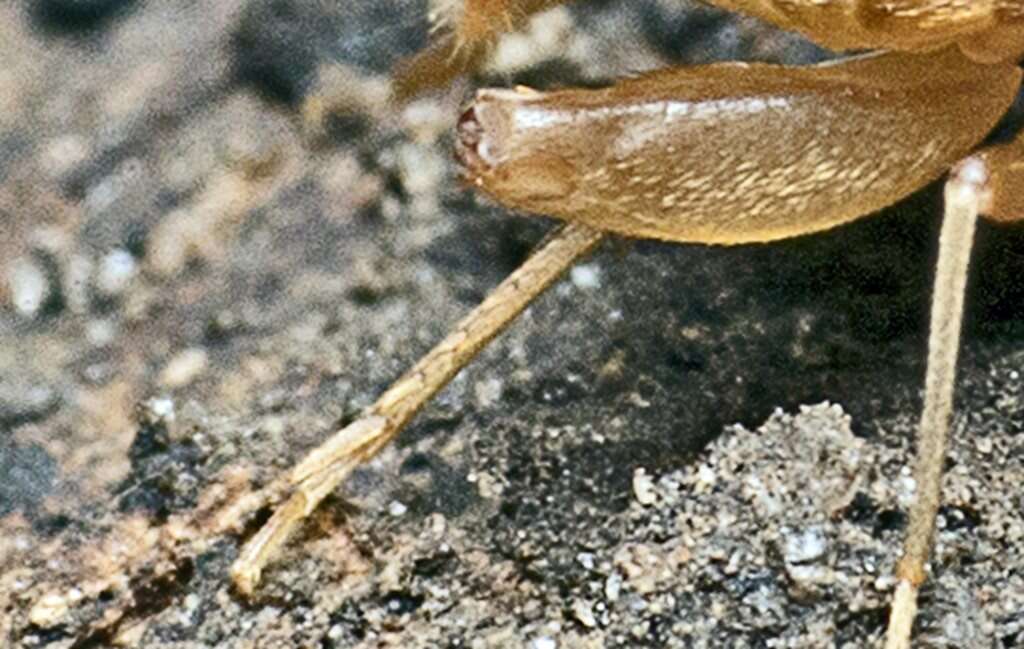 Image of Myrmecophilus (Myrmophilina) parachilnus (Otte, D. & R. D. Alexander 1983)