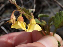 Image of Hermannia althaeoides Hort. ex Link