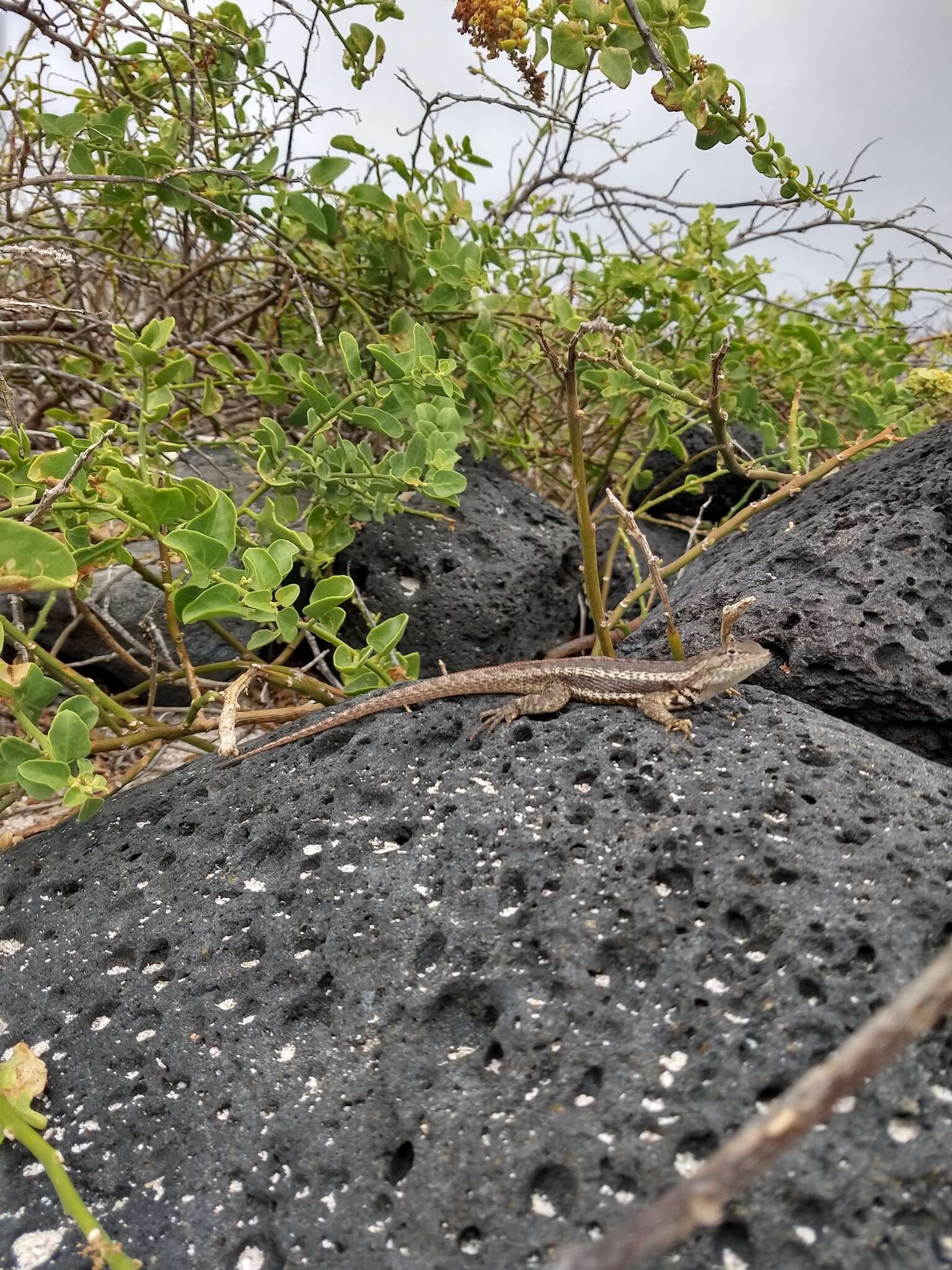 Image of San Cristobal Lava Lizard