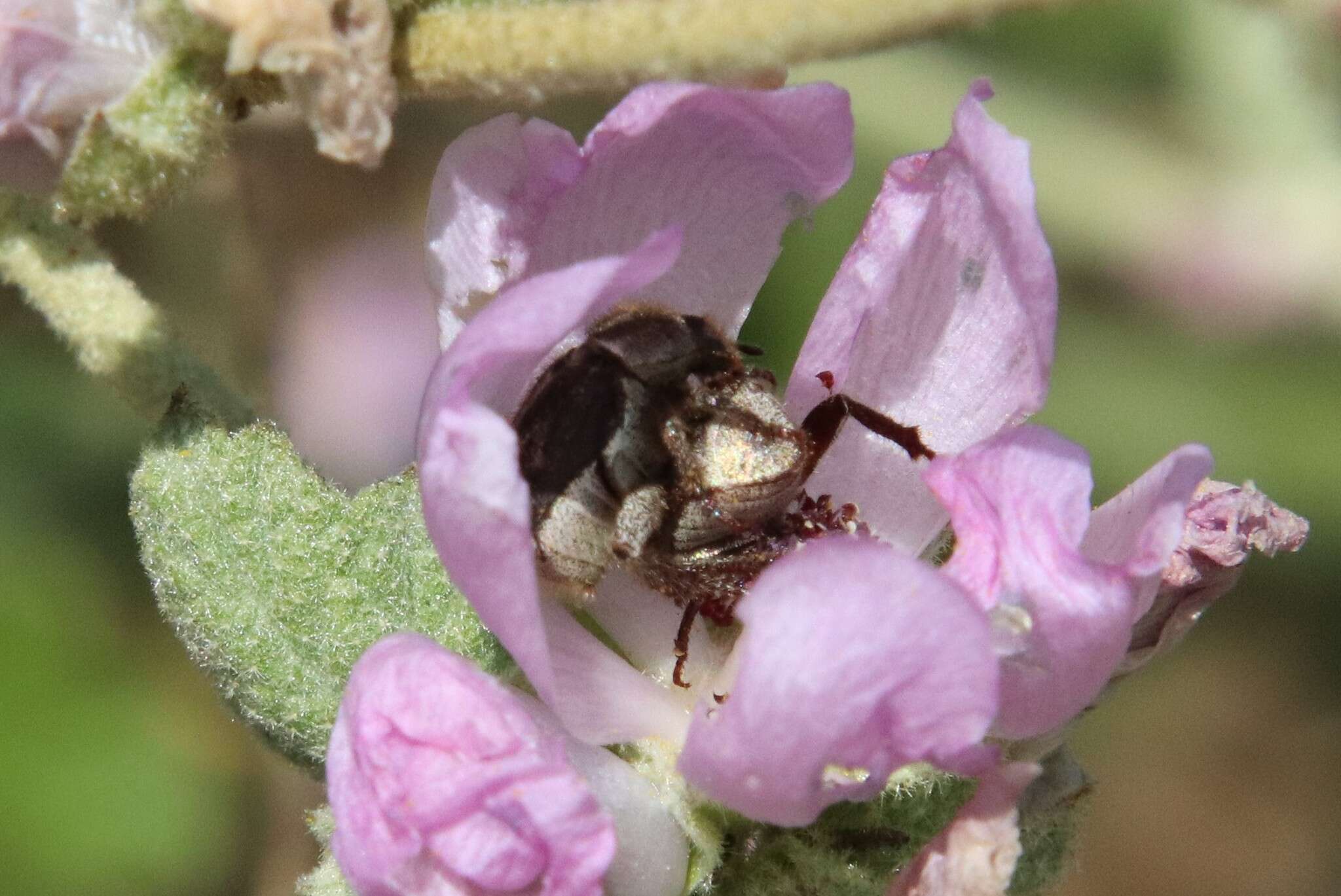 Image of Hoplia callipyge Le Conte 1856