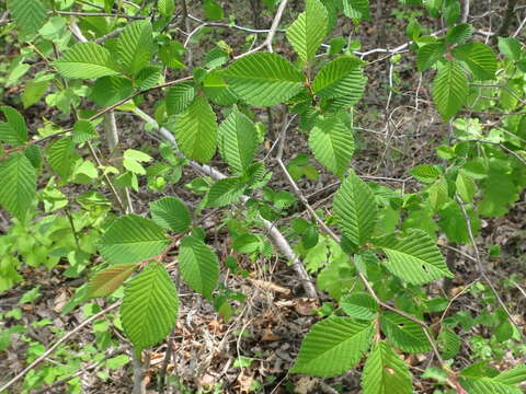 Sivun Ulmus davidiana var. japonica (Rehd.) Nakai kuva