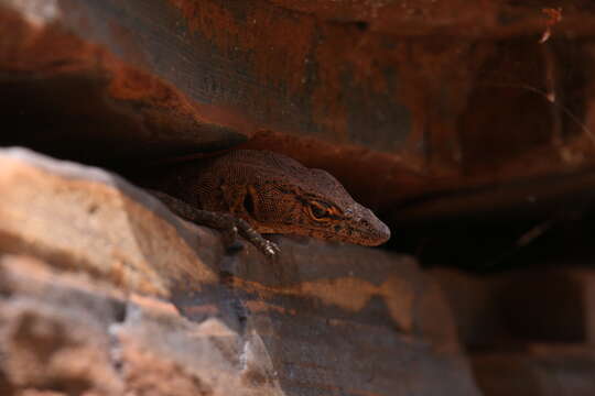 Image of Varanus hamersleyensis Maryan, Oliver & Fitch