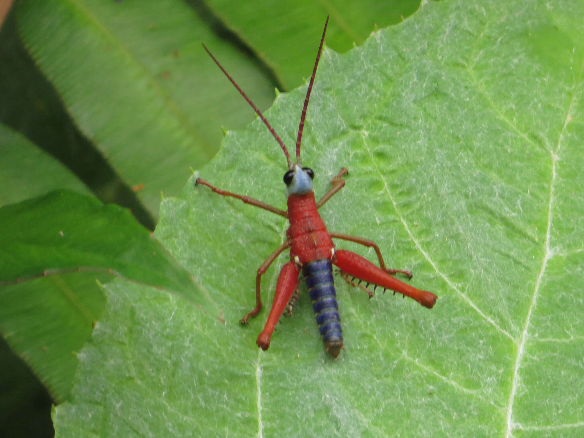 Opaon varicolor (Stål 1878)的圖片