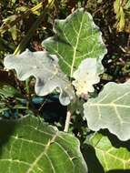 Image de Solanum marginatum L. fil.