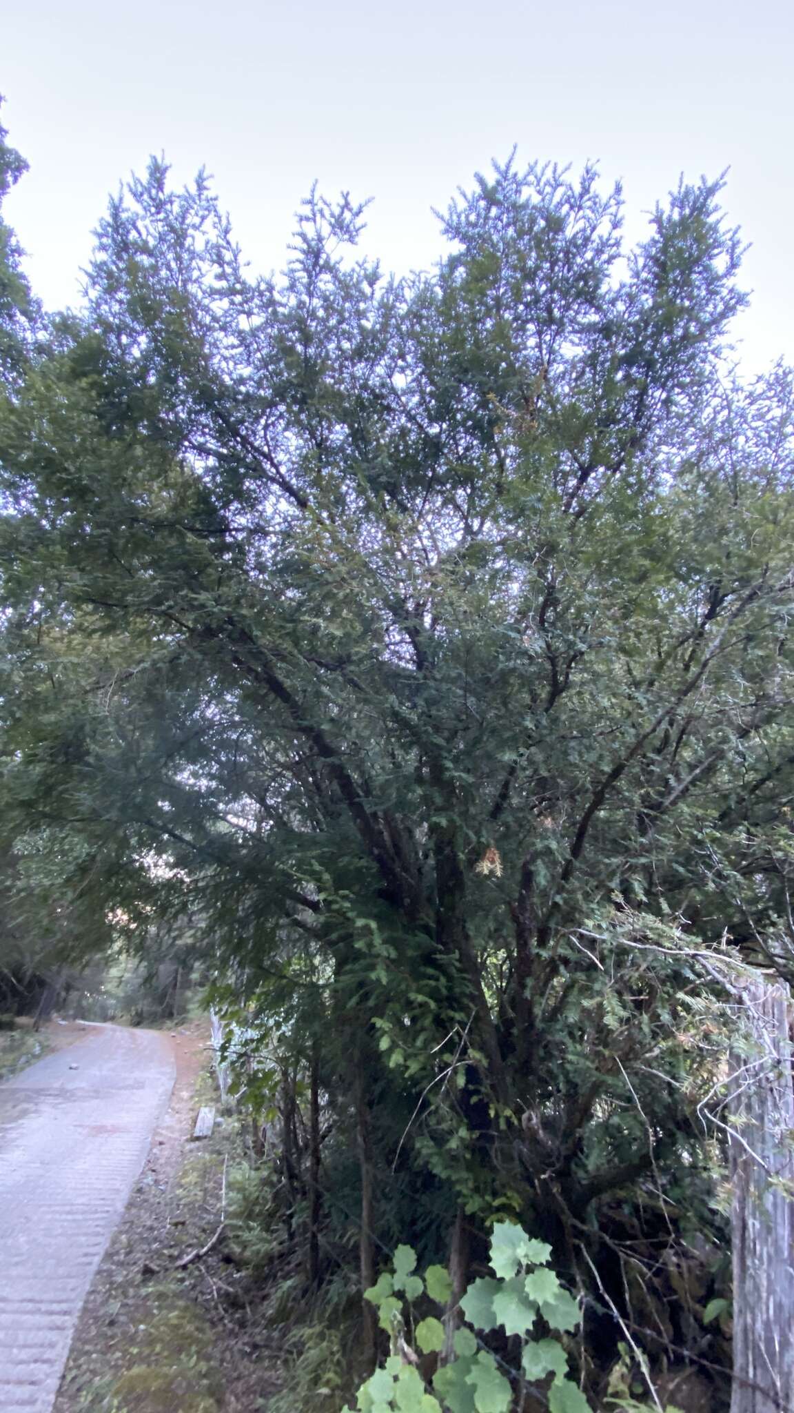 Image of Mesoamerican Yew