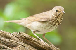 Image of Swainson's Thrush