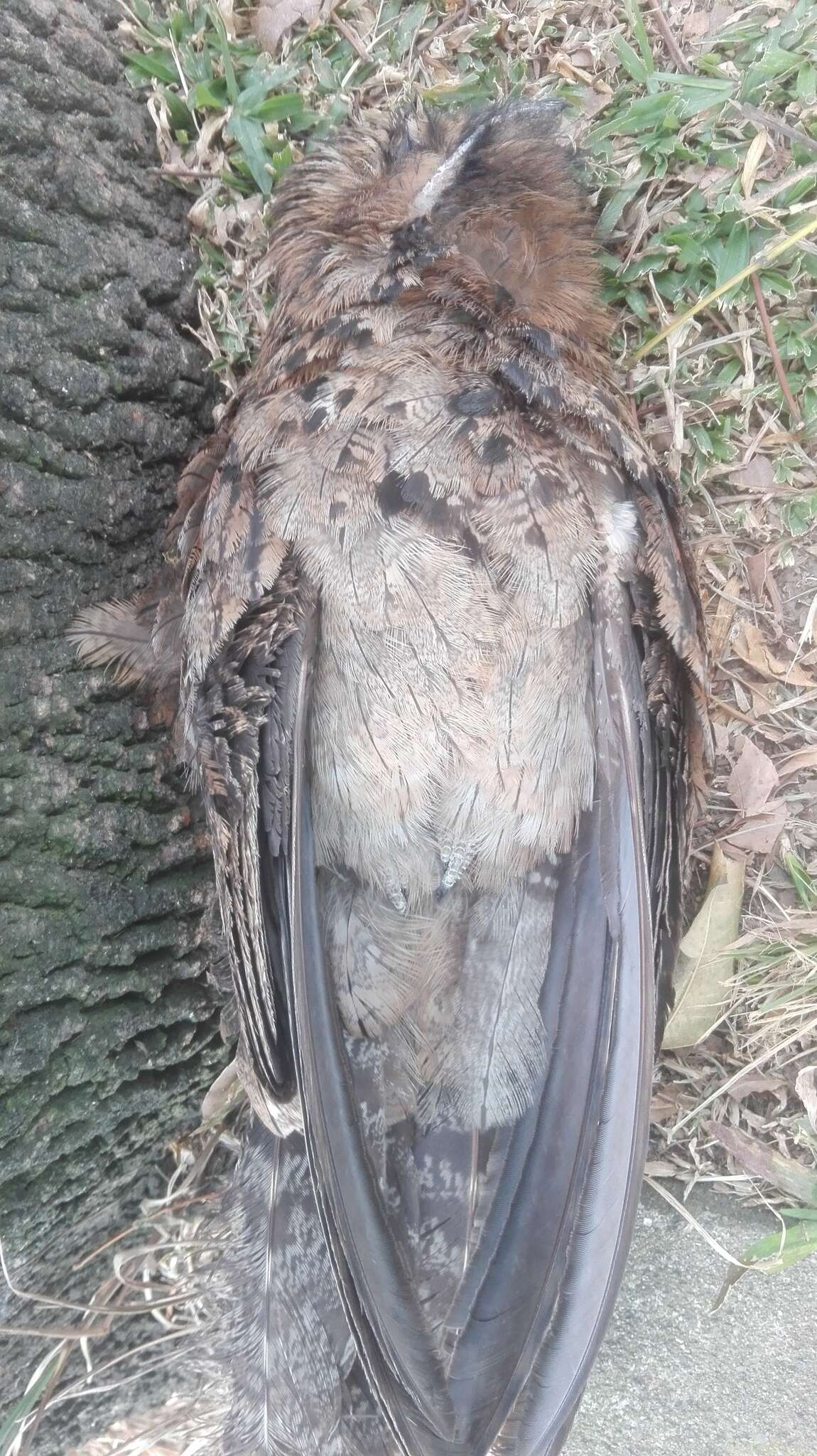 Image of Common Potoo