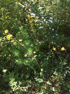 Image of purpledisk sunflower