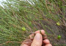 Image of Diosma aspalathoides Lam.