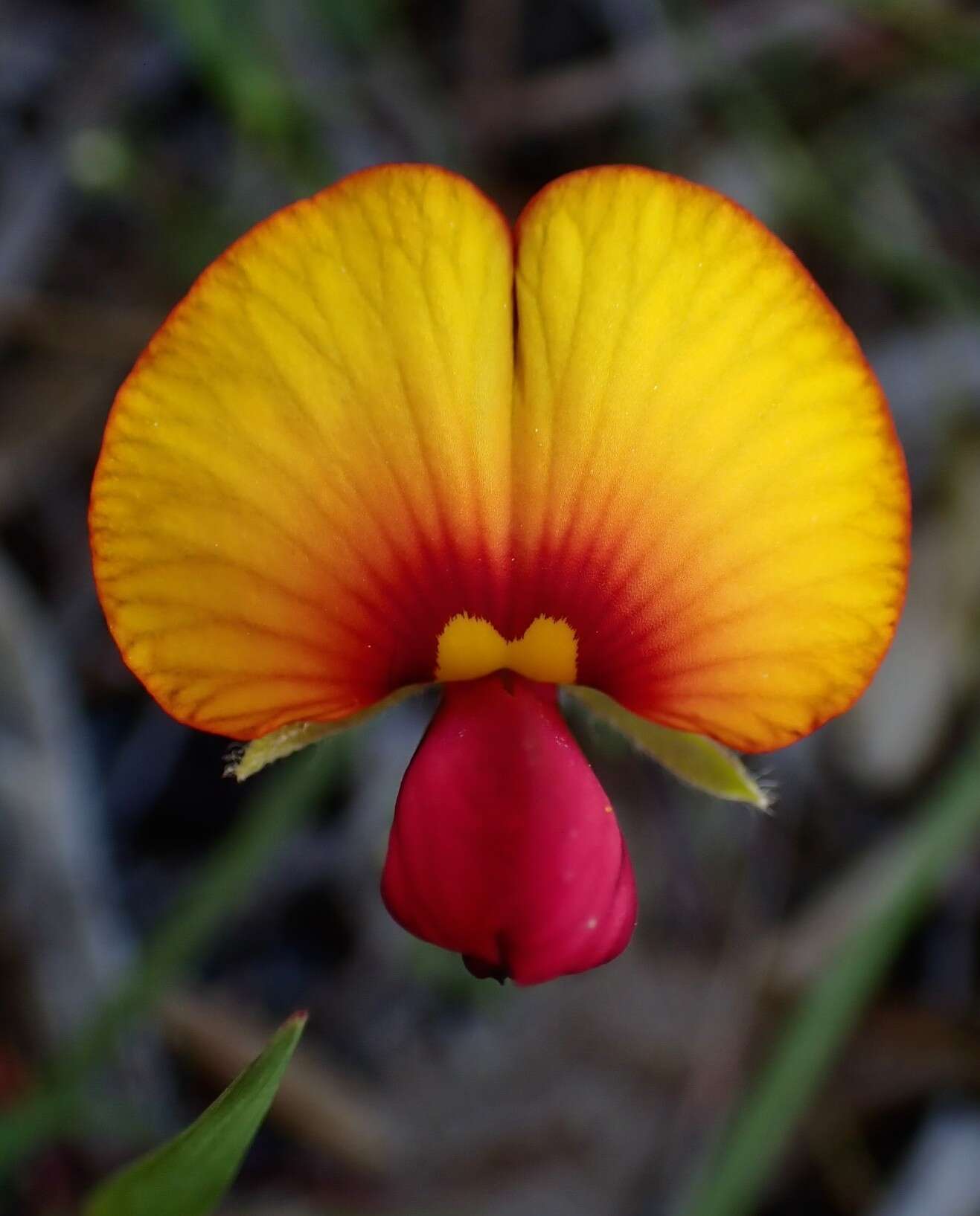 Слика од Isotropis cuneifolia (Sm.) B. D. Jacks.