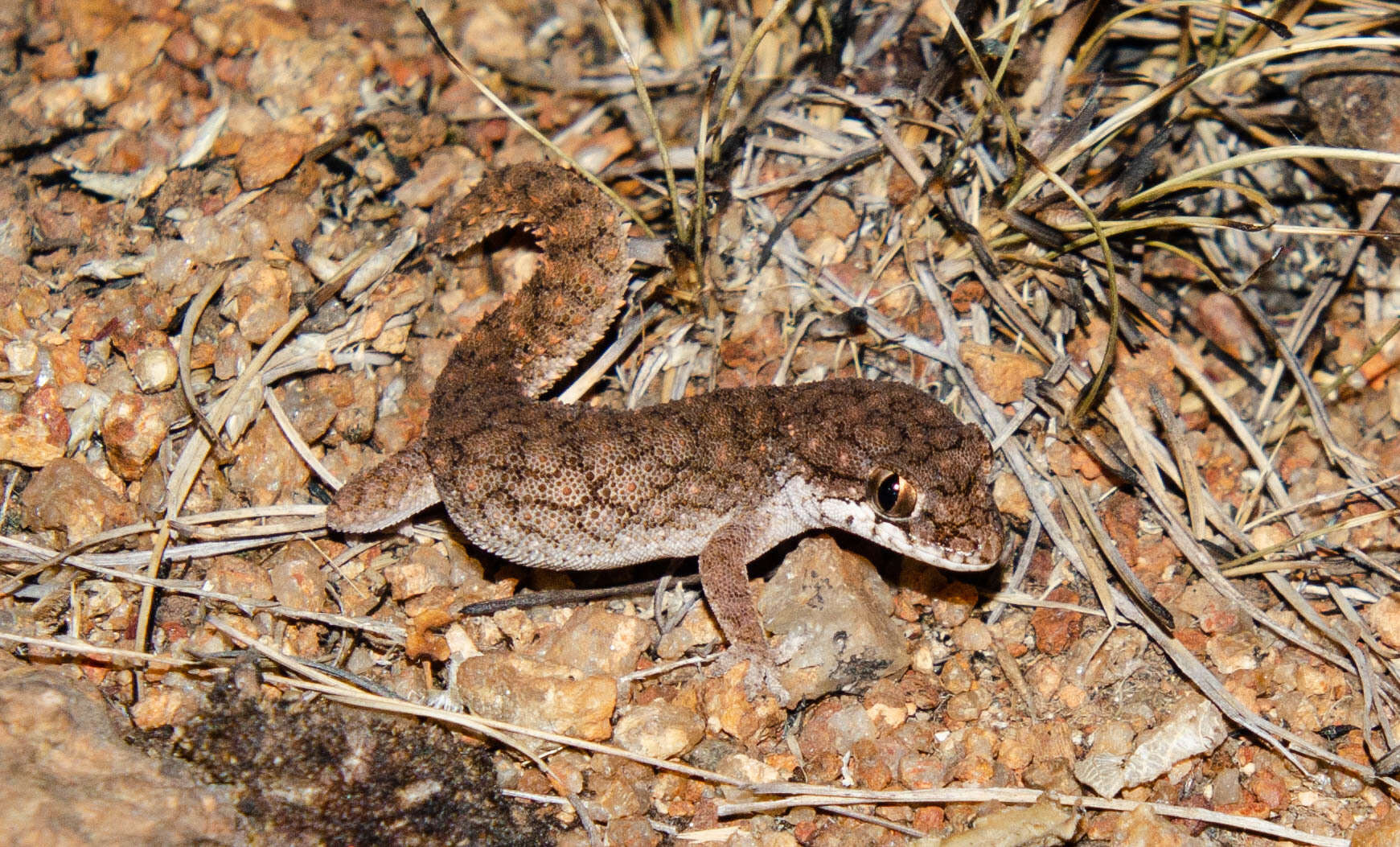 Слика од Hemidactylus reticulatus Beddome 1870