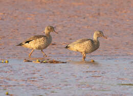 Image of Bernier's Teal