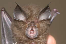 Image of Pearson's Horseshoe Bat