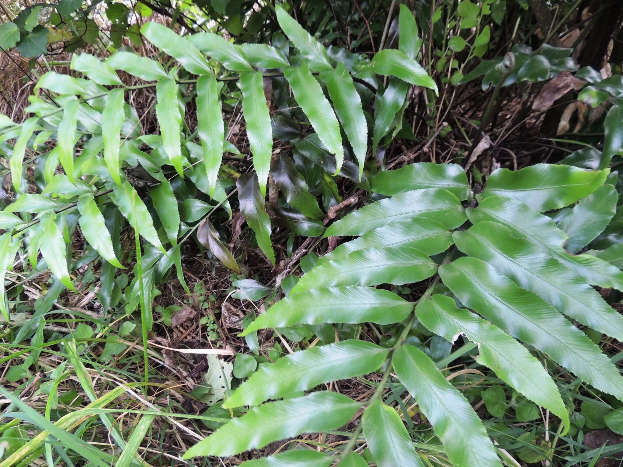 Image of Asplenium oblongifolium Col.