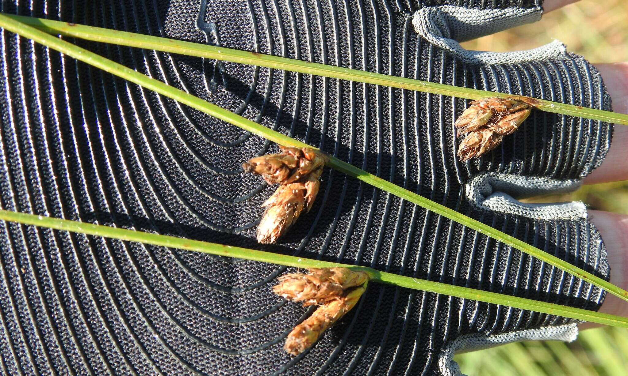 Image of Torrey's bulrush