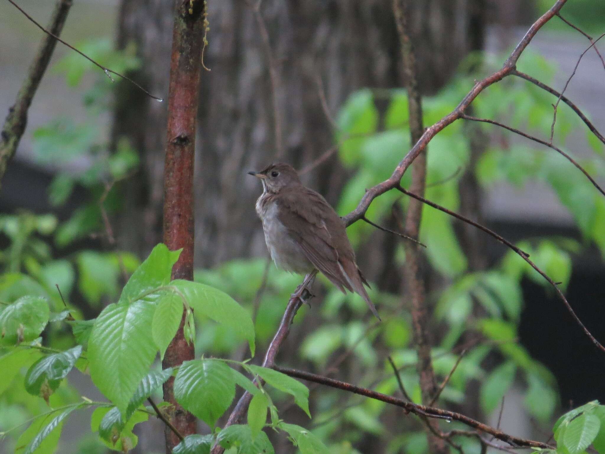 Image of Gray-cheeked Thrush