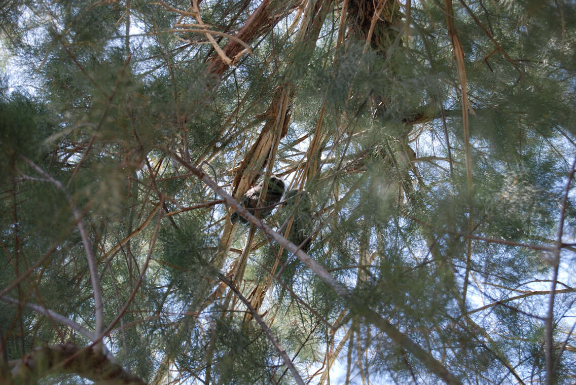 Image of Long-eared Owl