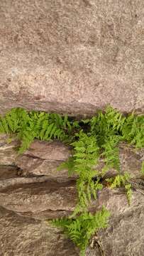 Image of Utah bladderfern