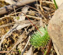 Image of Stylidium soboliferum F. Müll.