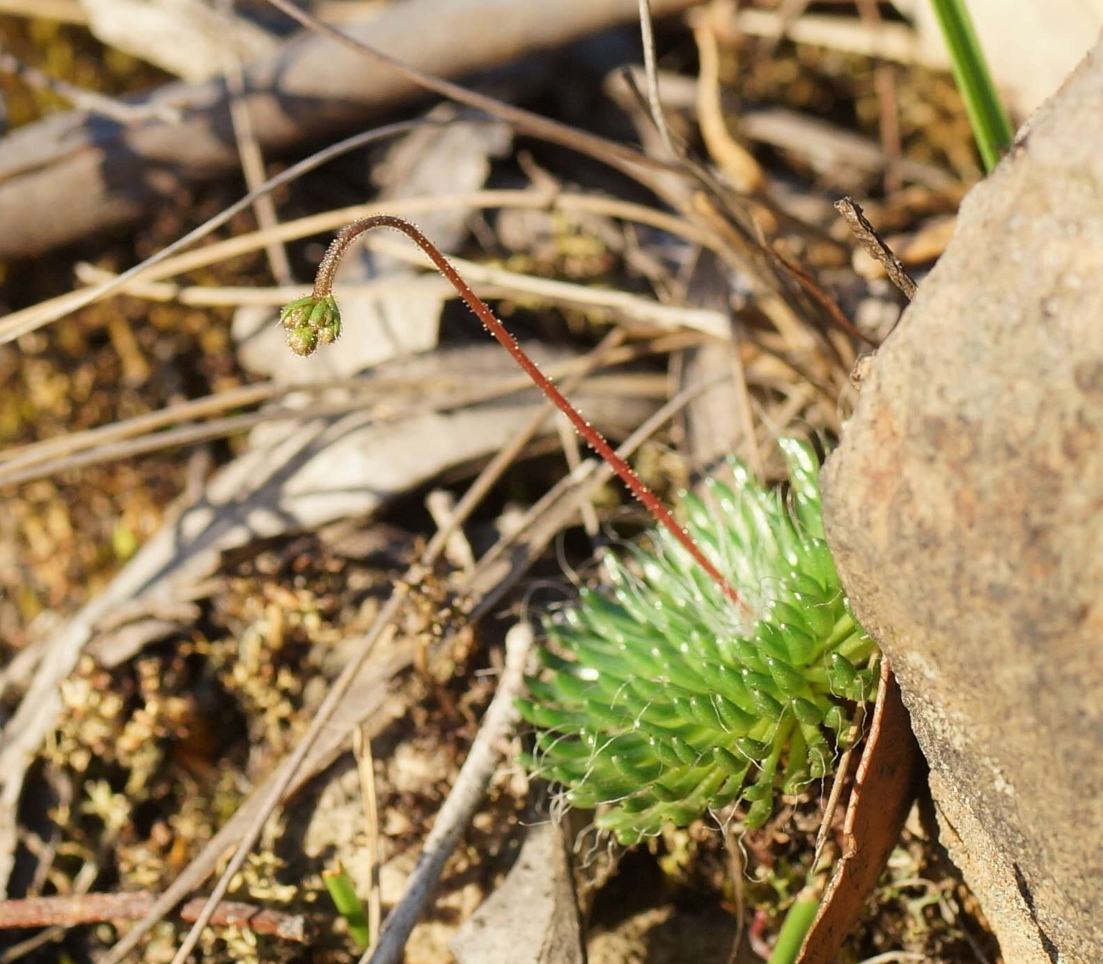 Image of Stylidium soboliferum F. Müll.