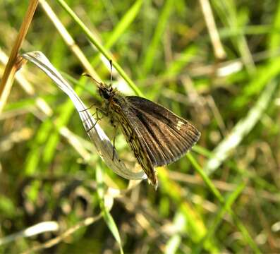 Image de Heteropterus