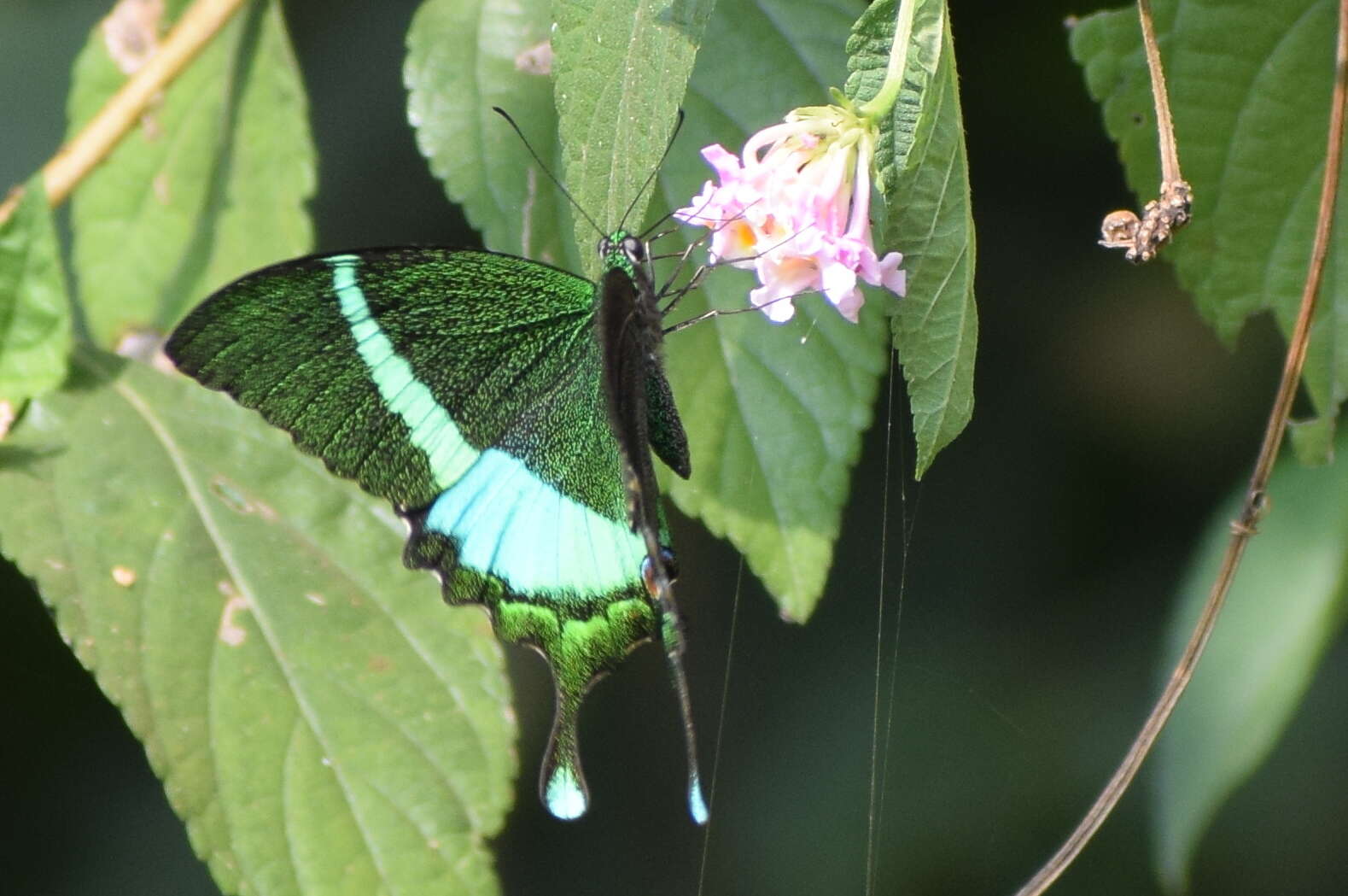 Sivun Papilio crino Fabricius 1792 kuva