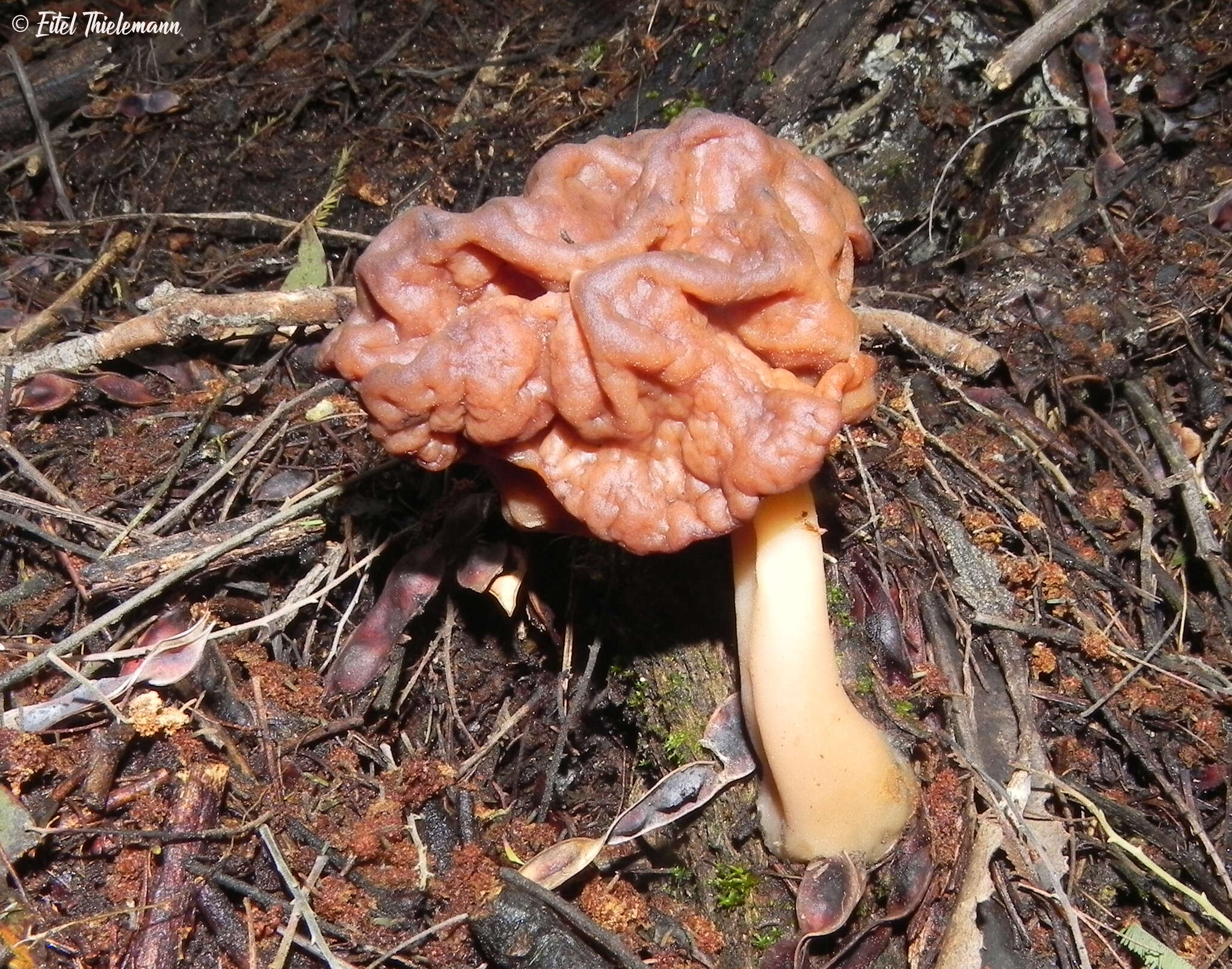 Image of <i>Gyromitra antarctica</i> Rehm