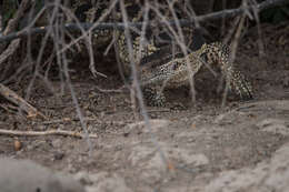 Image of White-throated Monitor