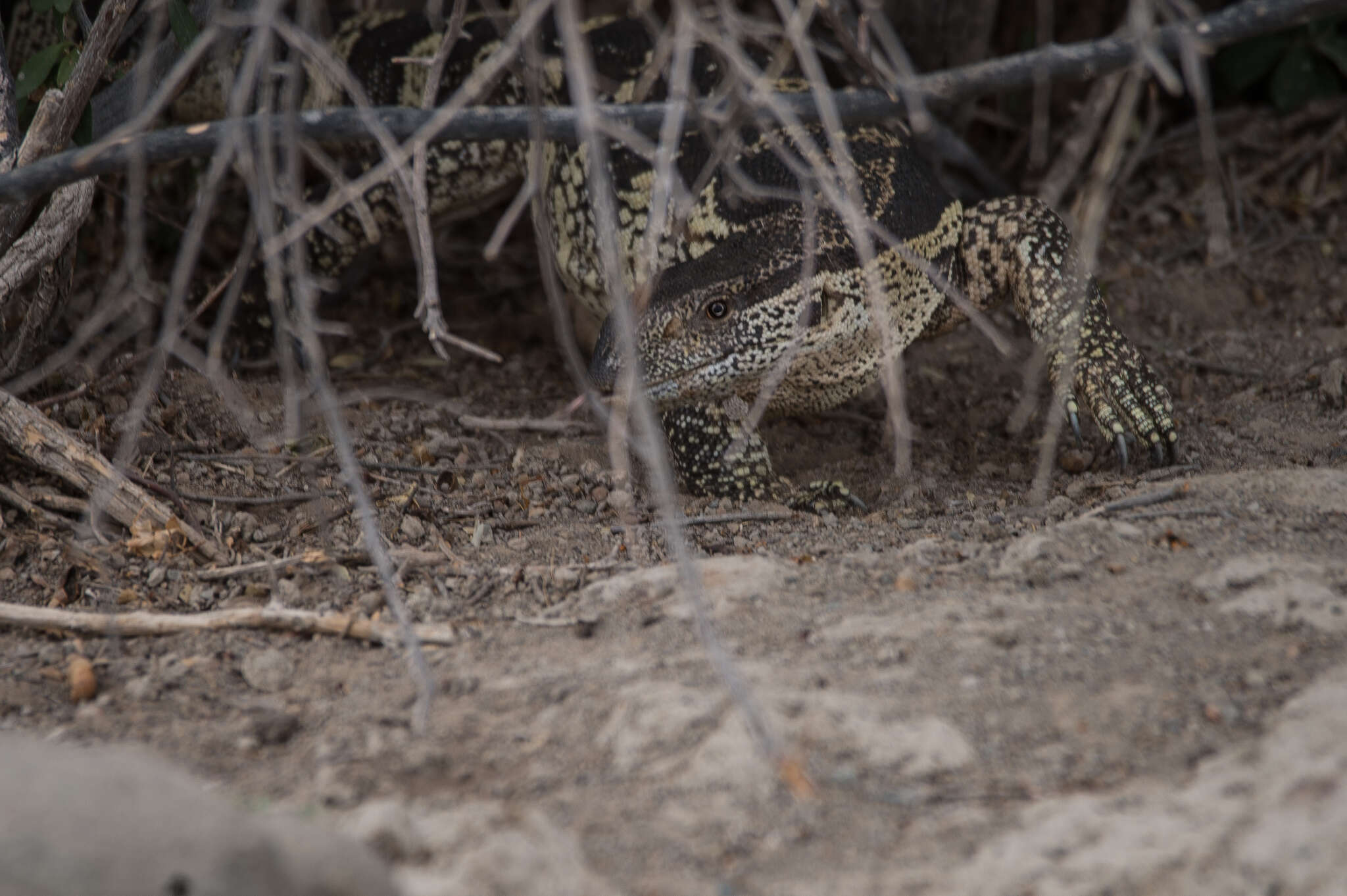 Image of White-throated Monitor